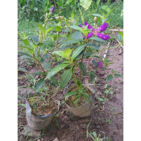 cây giống hoa sim tím cảnh (hoa Mua Thái) cao 30-40cm