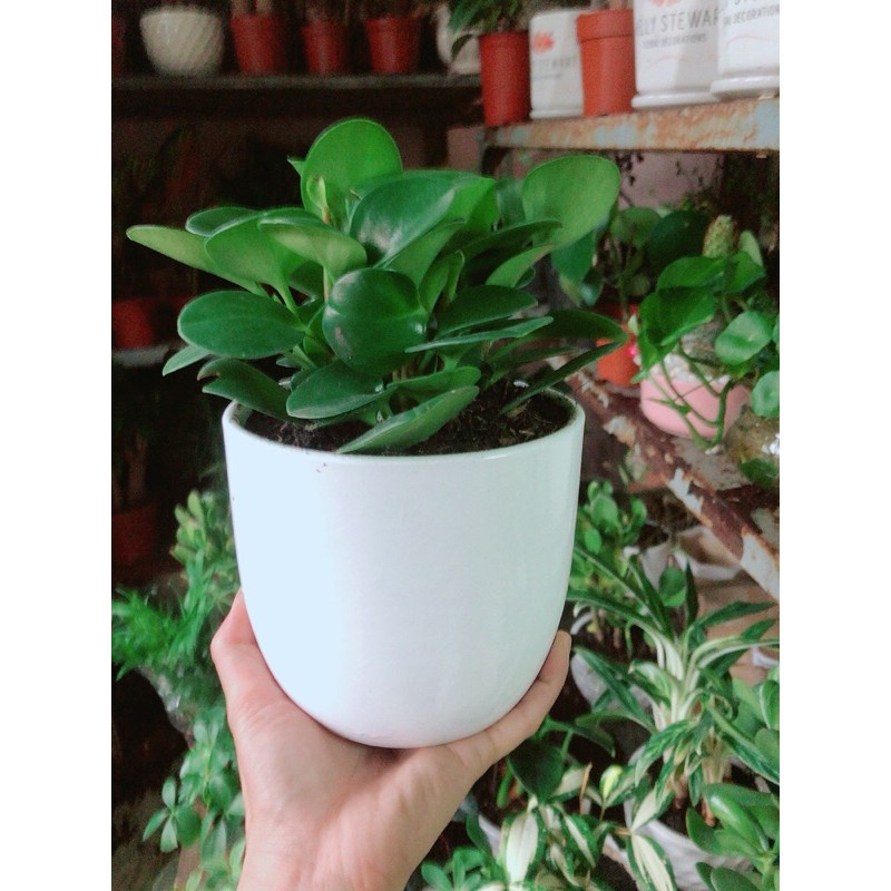 [HCM]Chậu Cây Trường Sinh
