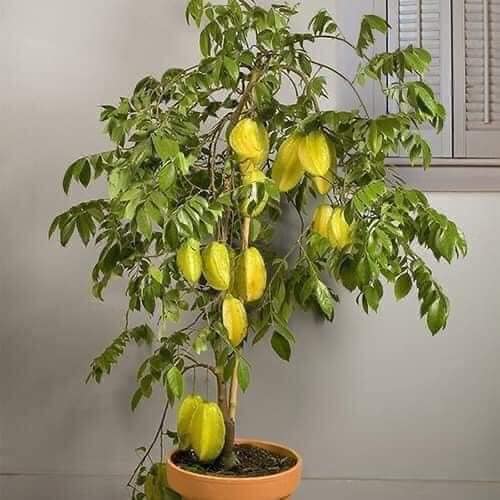 Cây giống khế chua, khế ngọt