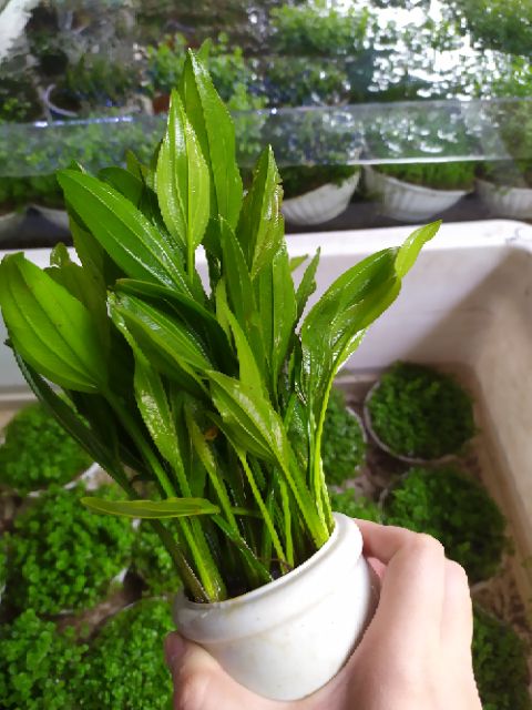 Cây Lan Nước thủy sinh (Ảnh thật của sản phẩm)