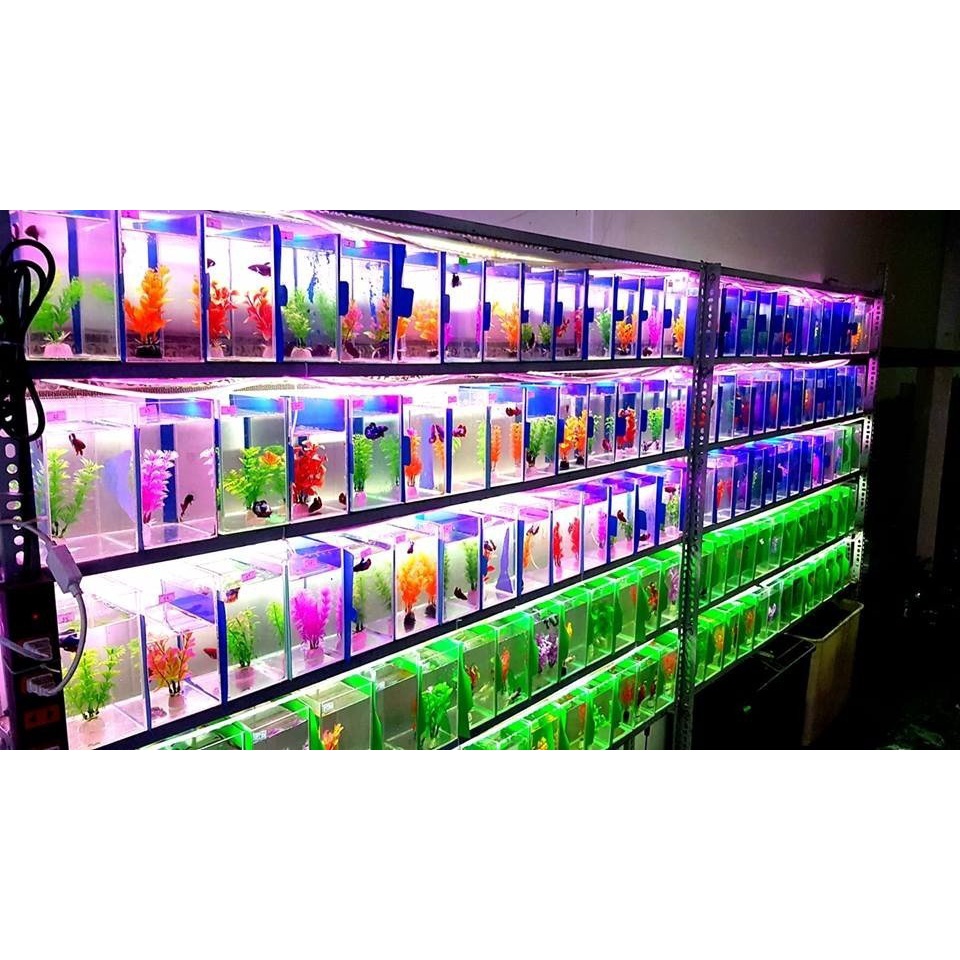 Bể Cá mini Hồ Show cá Betta & Guppy 15x10x15 dán giấu keo, dán đế, mài cạnh siêu đẹp