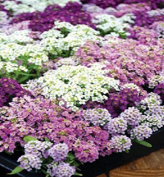 "Gói 100 "Hạt giống hoa ngàn sao nhiều màu