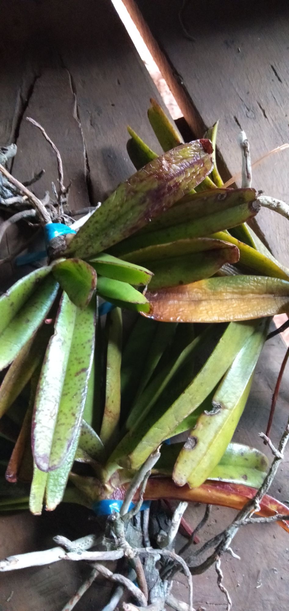 Quế tím 10 cây 150k