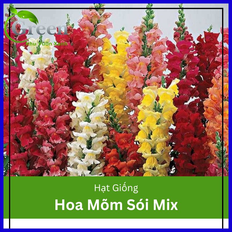 Hạt Giống Mõm Sói Cầu Vồng Nhiều Màu Mix (100 Hạt)