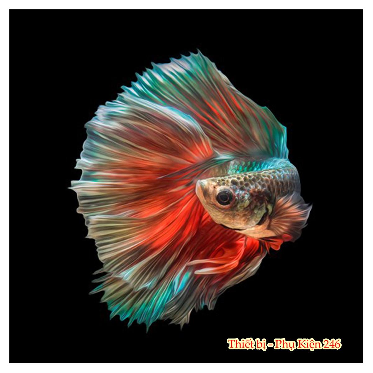 Thức ăn cao cấp cho cá Betta