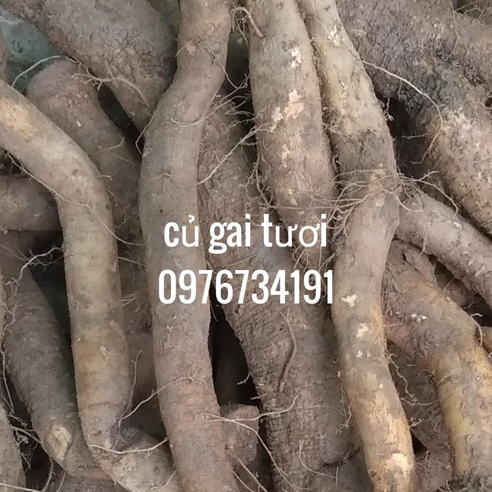 cây củ gai 90k 1kg