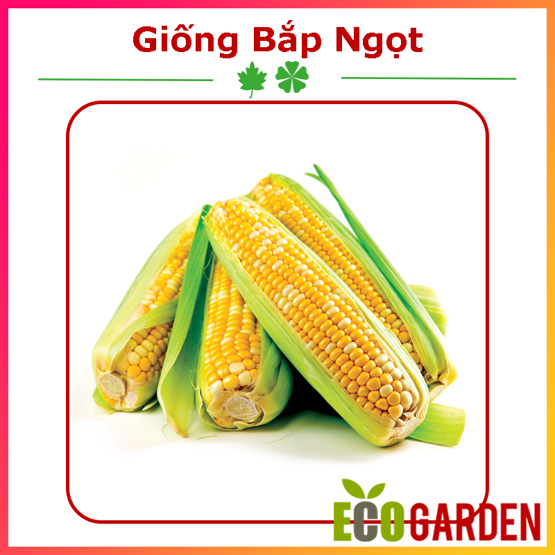 Hạt Giống Bắp Ngọt (Bắp Mỹ) (ECO.184)