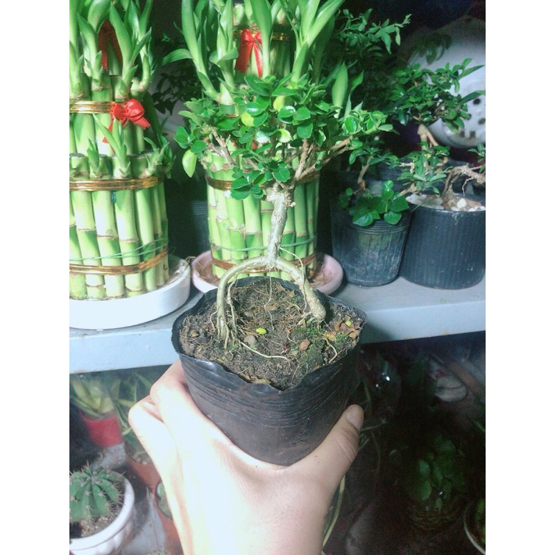 [HCM]Cây Sam Hương Bonsai