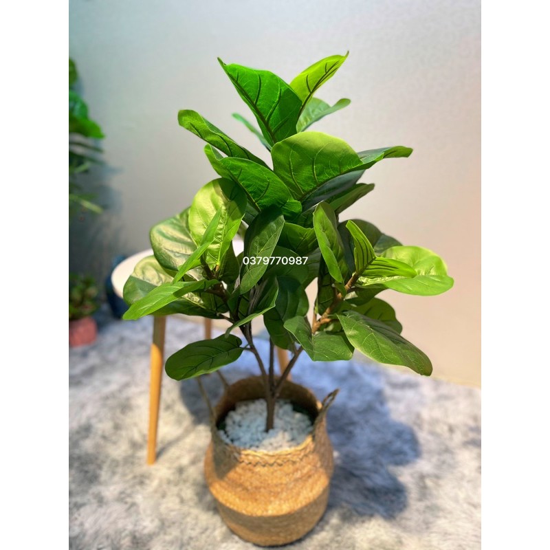Cây bàng Singapo giả 3 nhánh cây to TẶNG chậu nhựa phủ rêu