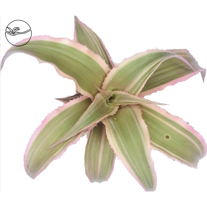 Calathea Lancifolia - Dứa Tiểu Phụng Mini - Cây Bán Cạn
