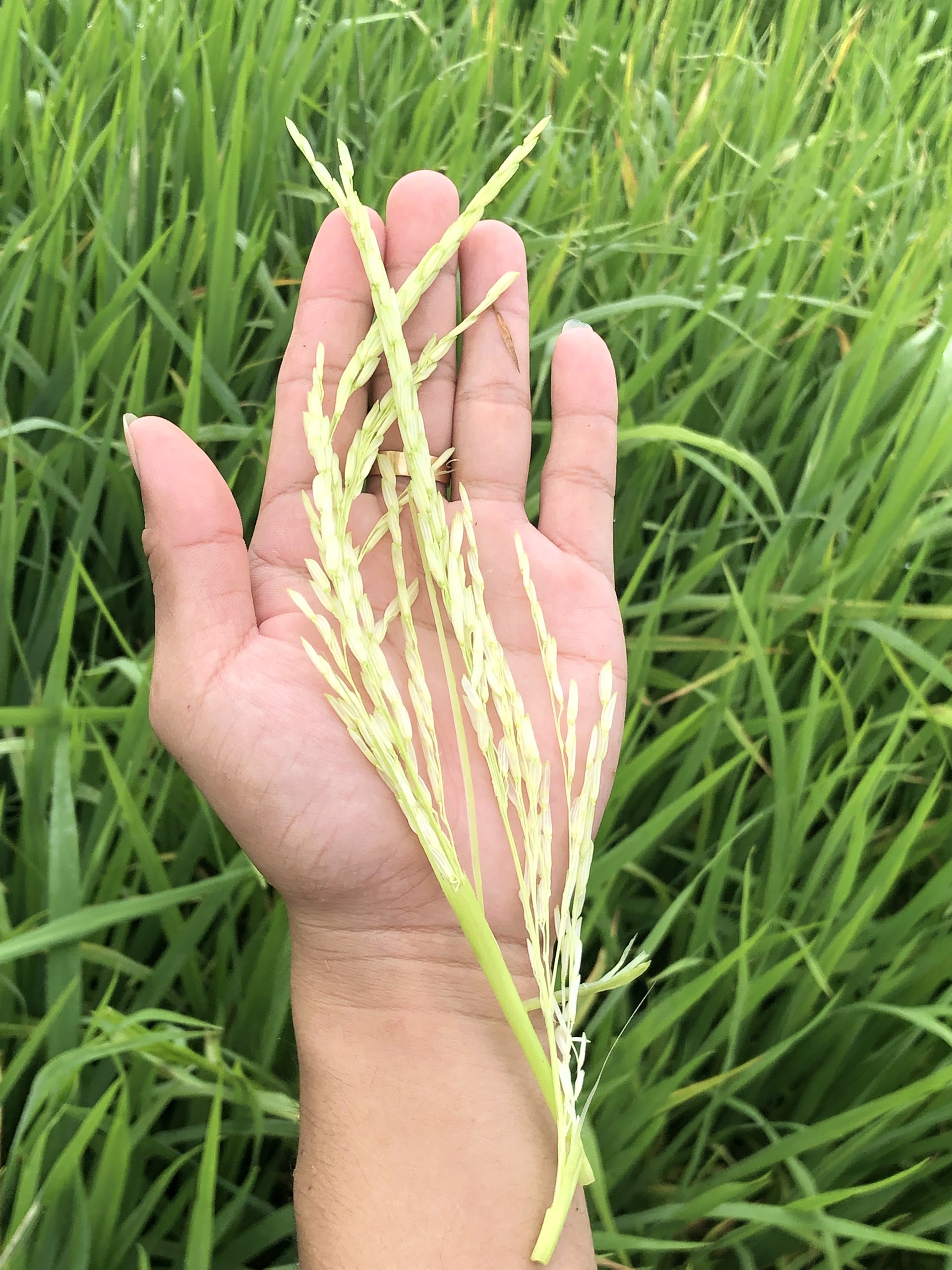 PHÂN BÓN SIÊU VÔ GẠO (CHAI 500ML) - giúp lúa trổ thoát đồng, vô gạo nhanh
