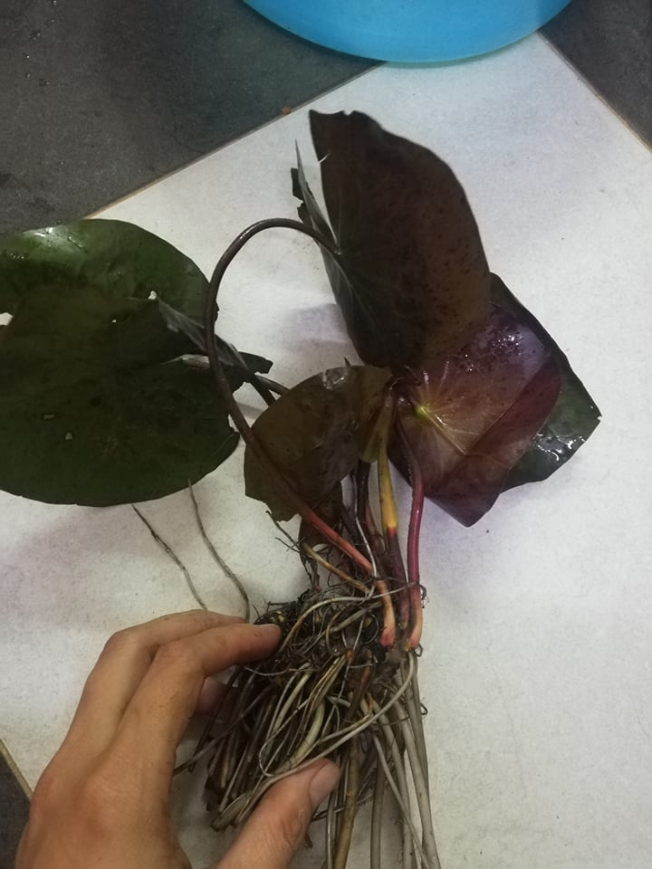 (Chỉ gưi miền bắc - trung )[RẺ VÔ ĐỊCH] Củ hoa súng Thái Lan màu vàng cánh sen K01