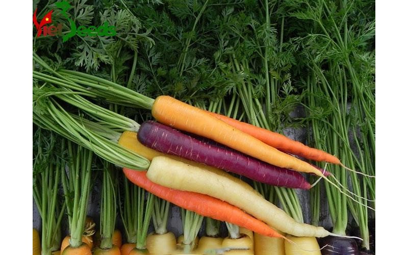 Gói 40 hạt giống Cà Rốt Mix Màu