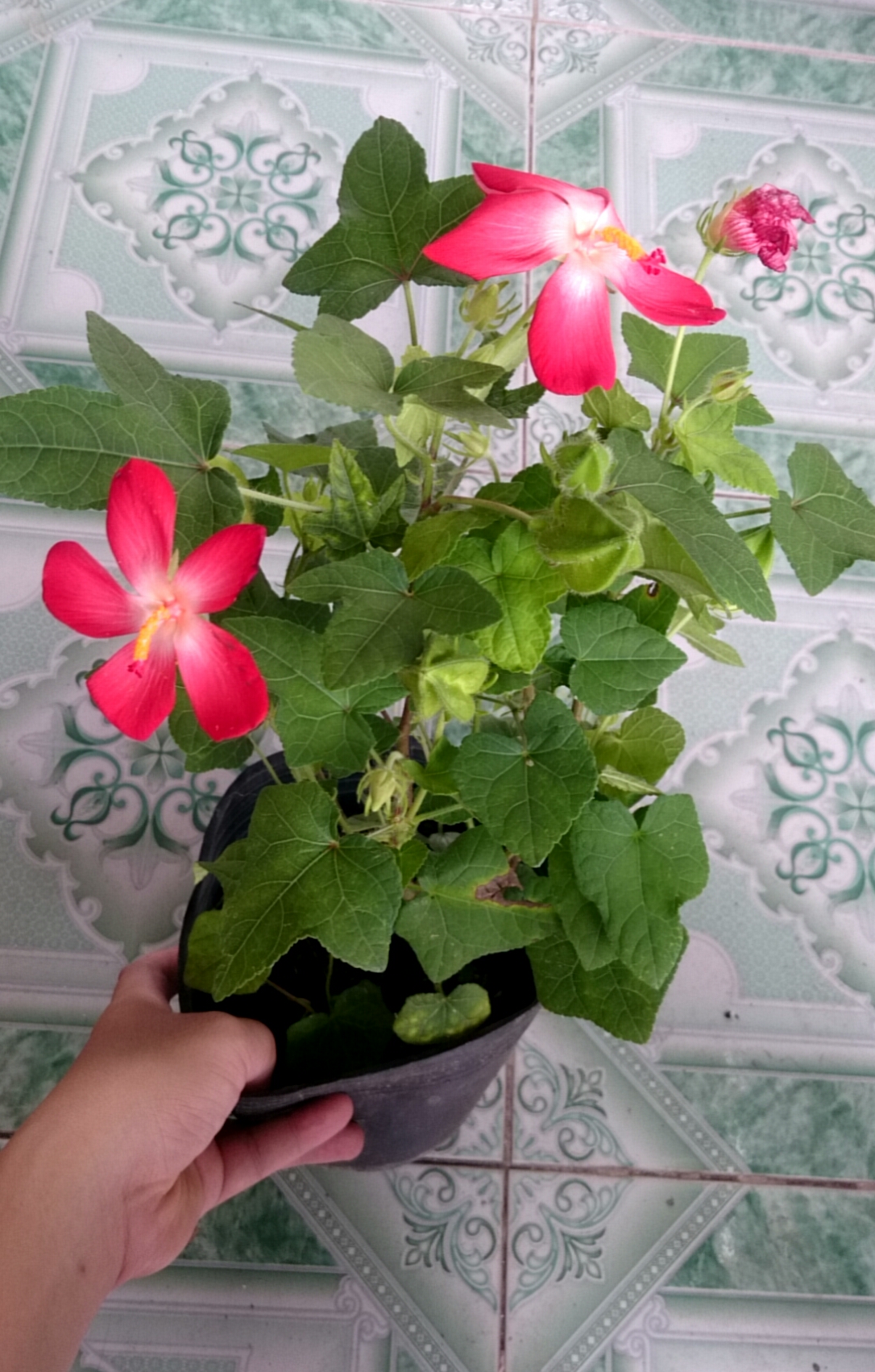 Cây nhân sâm bố chính - cây cảnh sân vườn