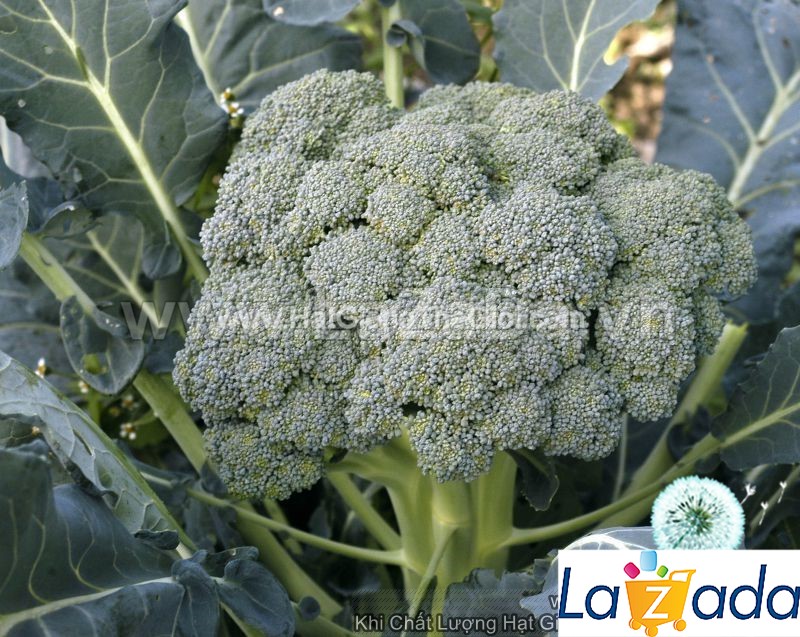100GR 30K.HẠT Hạt Giống Súp Lơ Xanh (| C47*W35)