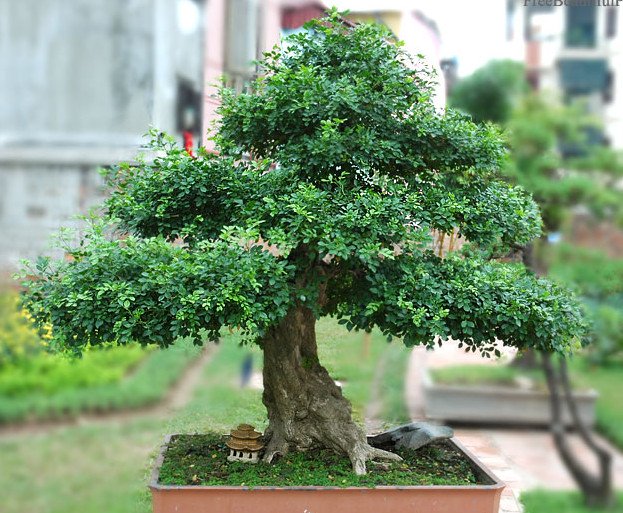 NGUYỆT QUẾ LÙN SIÊU THƠM SIÊU ĐẸP