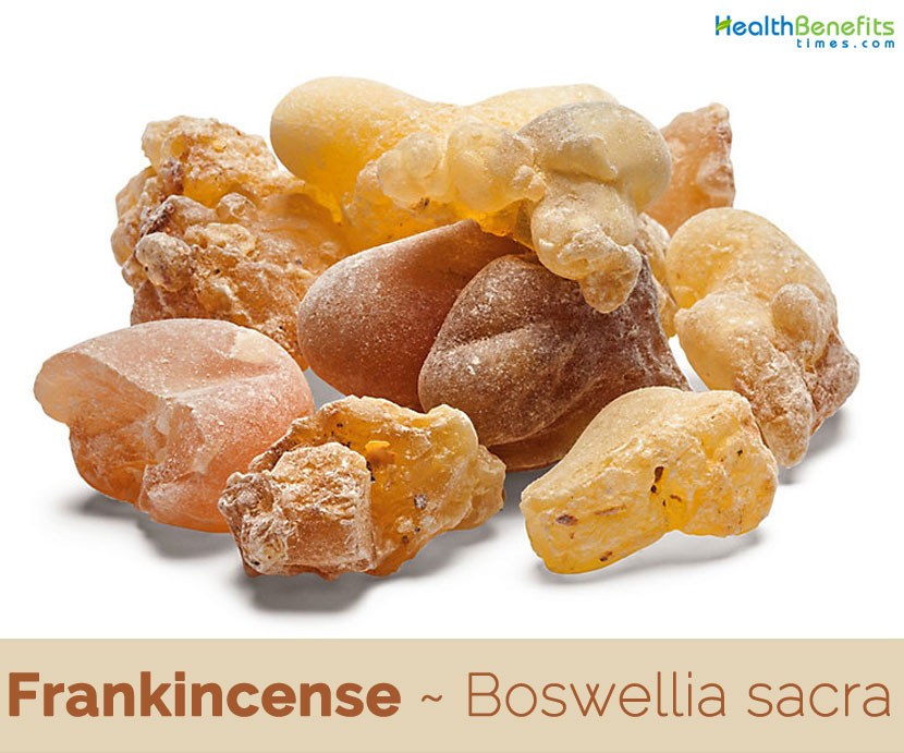 Tinh dầu Hương Trầm Frankincense - 10ml