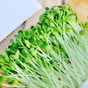 hạt giống mầm cải thìa (pak choy sprouts) CT539 - Gói 20gram