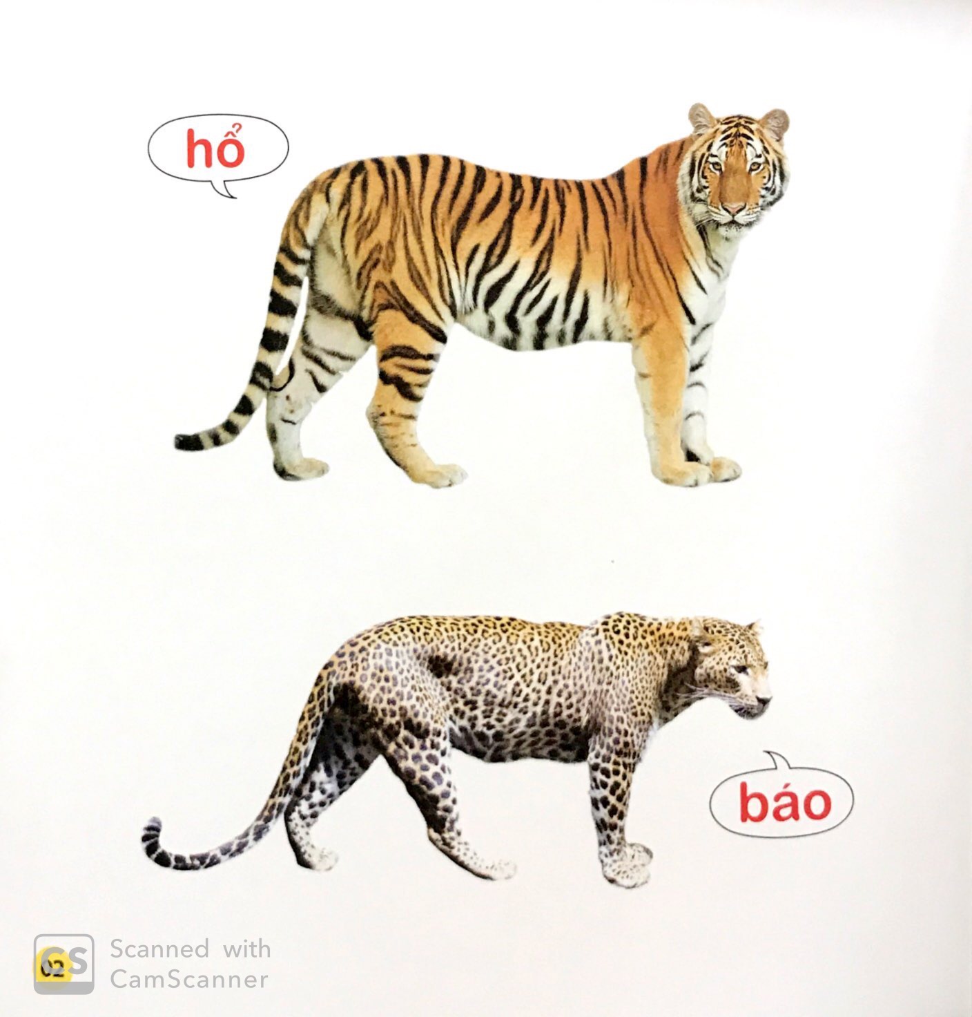Sách cho bé - 100 Từ Đầu Đời Của Bé: Con Vật (Tái Bản 2019)