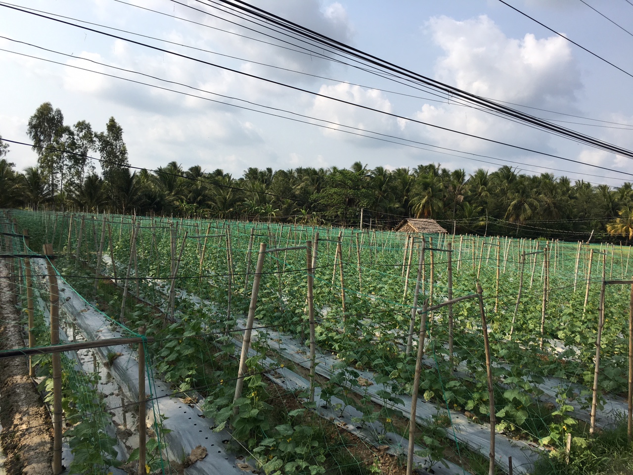 Classification Smart Tan Slow (Sacks 5kg) passed They cucumber, gourds, Bitter Melon, .. (NEW)