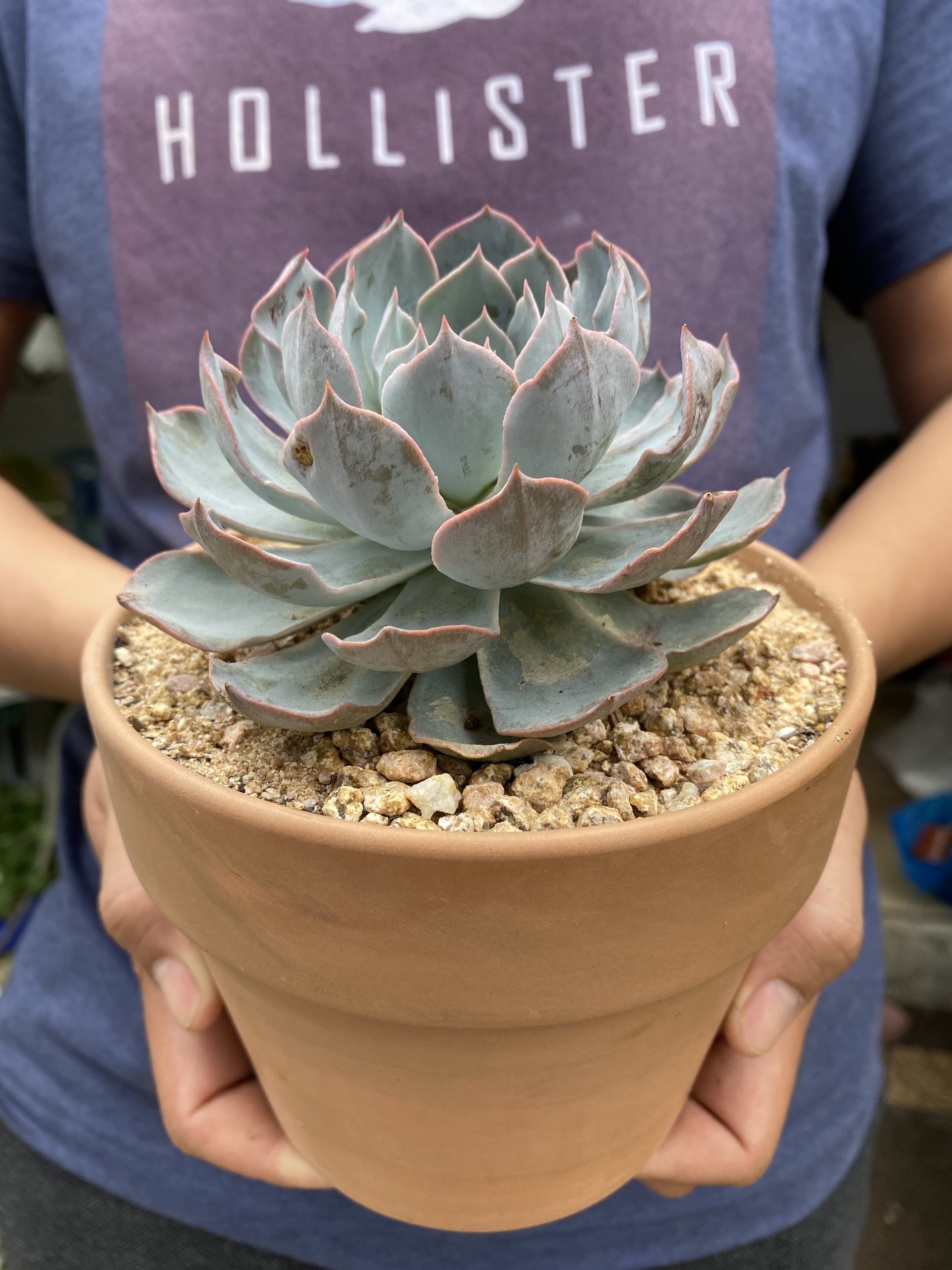 (HOT) Sen Đá Hồng Phấn Xinh Xắn 12-15cm