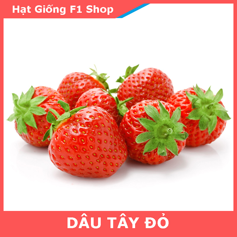 Hạt Giống Dâu Tây Màu Đỏ Etna Ngọt Thơm (100H)
