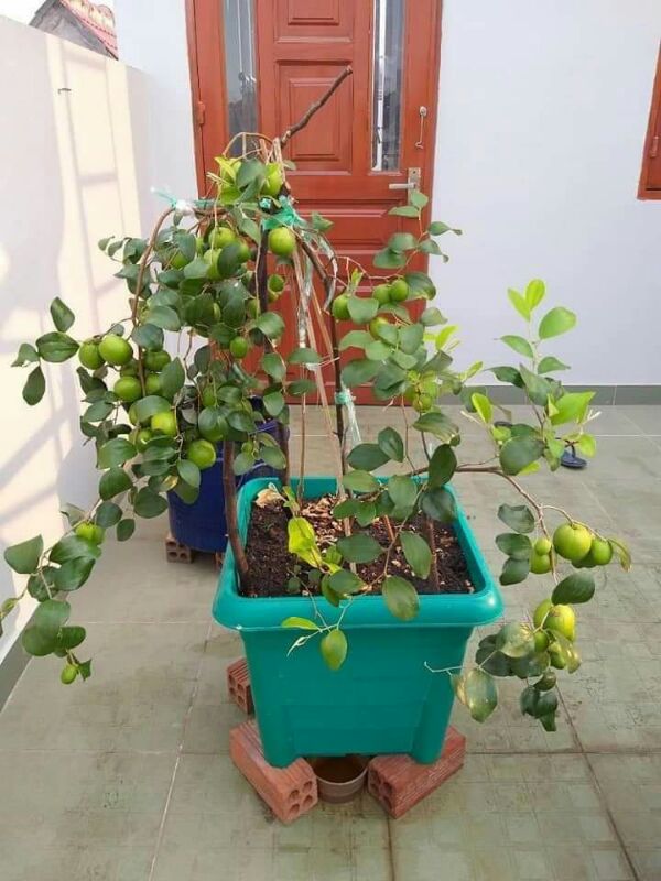2 cây giống táo da xanh ninh thuận