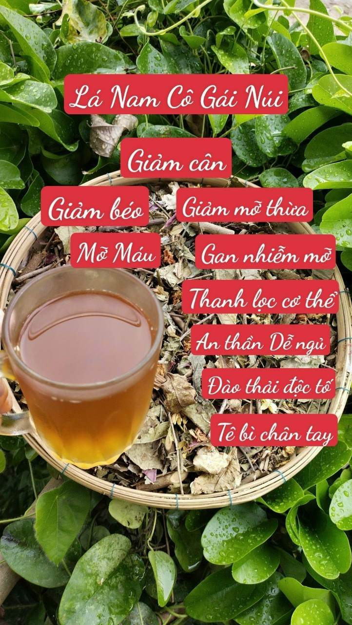 Lá nam giảm cân Cô Gái Núi
