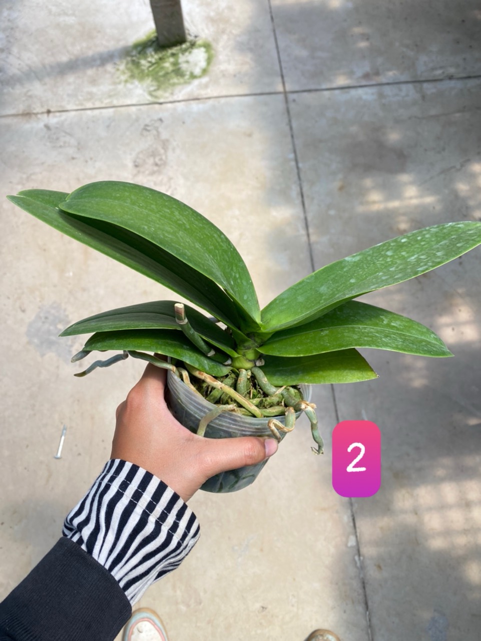 Hồ điệp cây trưởng thành sắp hoa