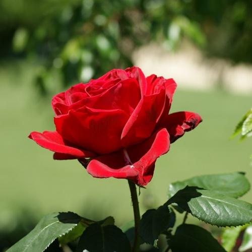 Hạt Hoa Hồng Naomi Đỏ. Túi 10 Hạt Rất Dễ Trồng