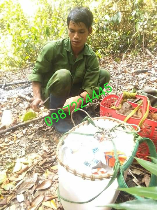 MẬT ONG RỪNG NGUYÊN CHẤT (RỪNG QUỐC GIA KONKAKING GIA LAI)