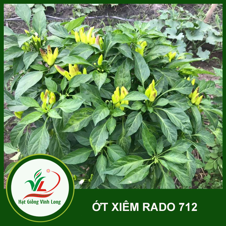 Hạt giống ớt xiêm RD 712 - 0.1g