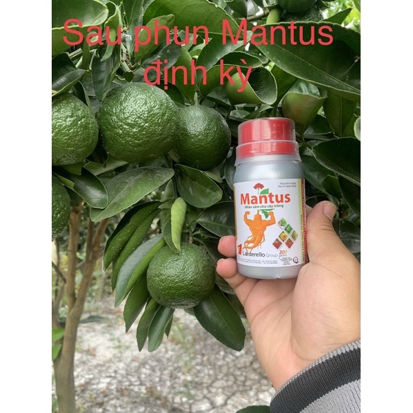 Phân bón vi lượng MANTUS 100ml ĐỒNG SINH HỌC