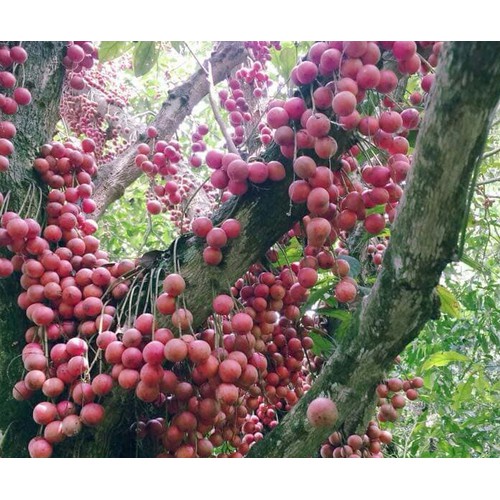 (Cây ăn quả) dâu da đất + tặng ( 0,5kg) phân thỏ hữu cơ
