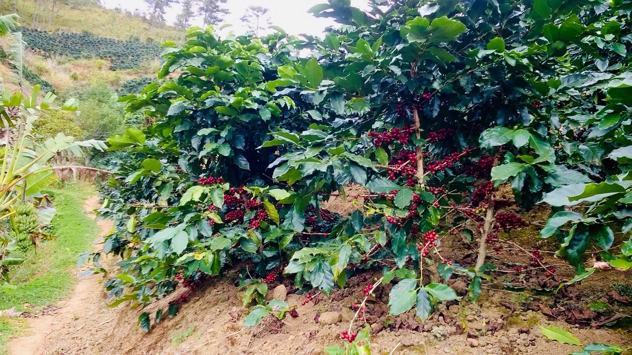 Cà phê Arabica Khe Sanh rang mộc 100%