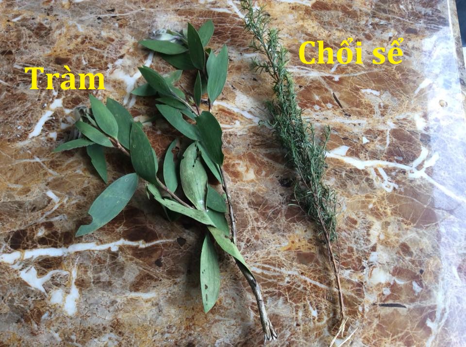 Tinh dầu tràm gió nguyên chất Lê quế 10ml