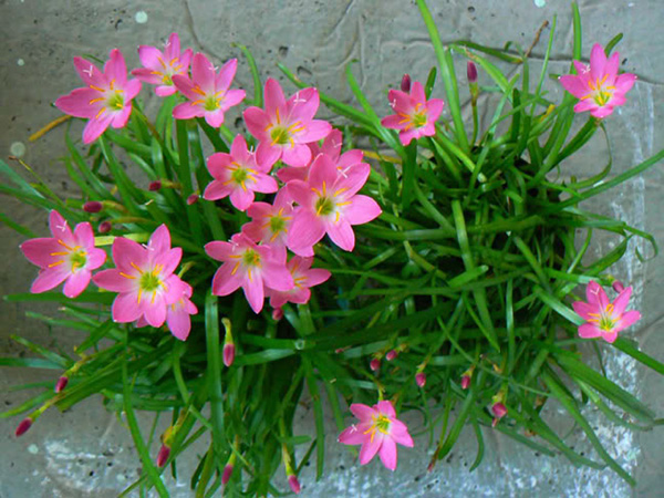 Hoa Tóc Tiên - Màu Hồng - Chậu Hoa