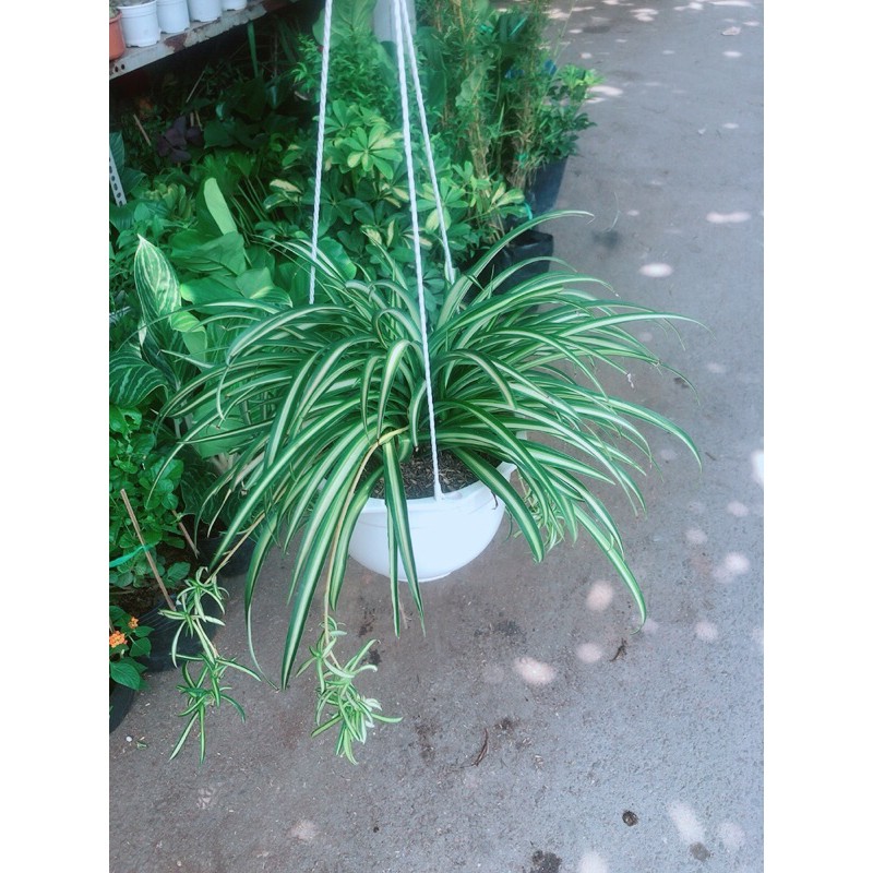 Chậu cây dây nhện