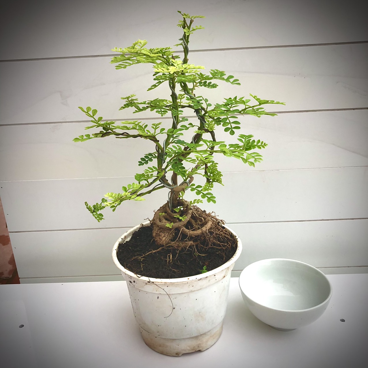 Cây cần thăng bonsai mini