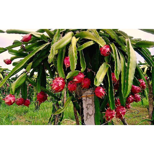 CÂY GIỐNG CÂY THANH LONG ĐỎ NGỌT LỊM