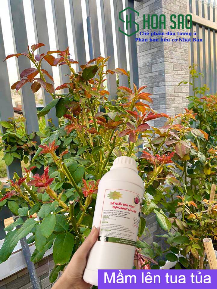 Chế phẩm đậu tương ủ Humic, chuối, trứng lên men (chai 1 lít)