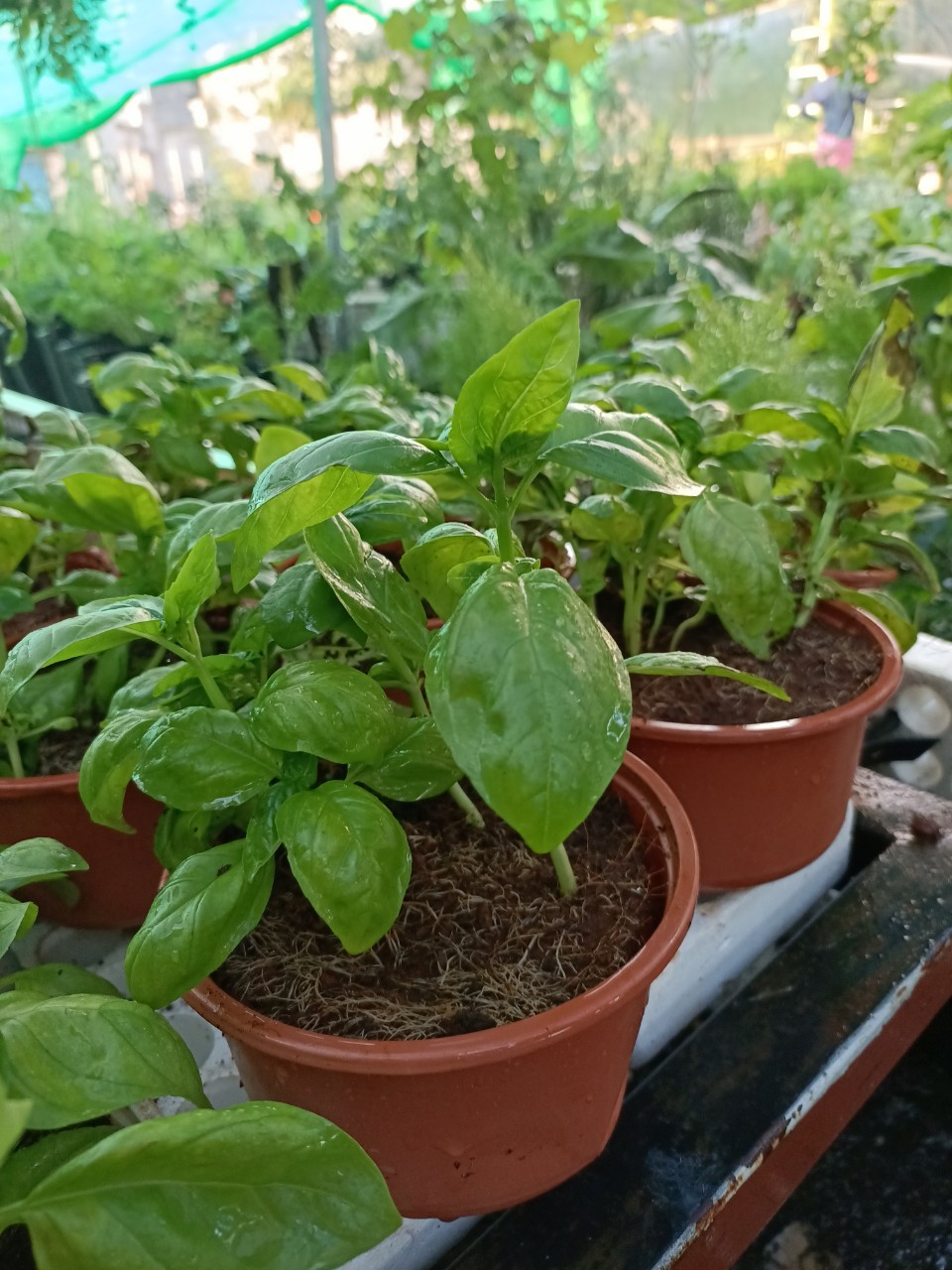 Chậu cây húng tây cây gia vị Basil