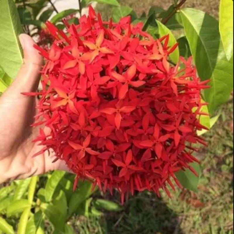 Mẫu Đơn Mỹ Đỏ - cây bông trang mỹ