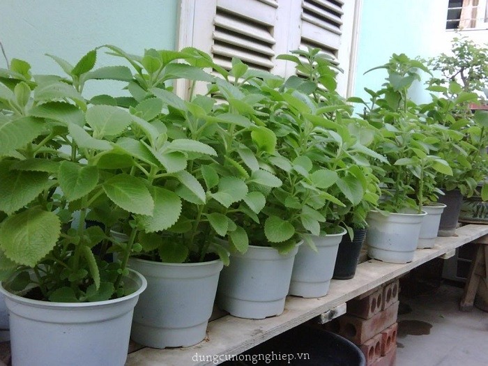 Hạt giống Húng chanh hay tần dày lá - 01gram (550 hạt )