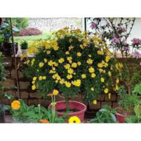 Túi 50 Hạt Giống Hoa Cúc Thân Gỗ F1. Dễ Trồng - Chất Lượng Cao