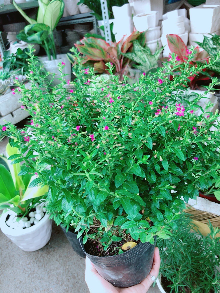 Cây Cẩm Tú Mai