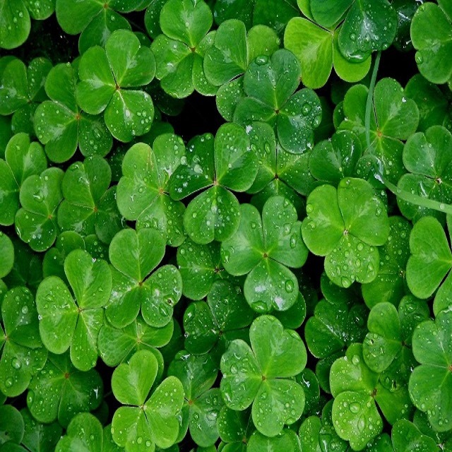 Hạt giống cỏ ba lá trắng