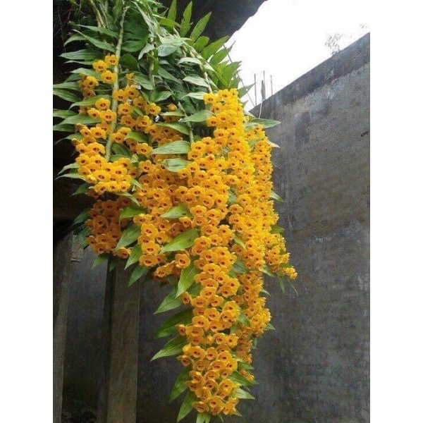Hoa lan phi điệp vàng chơi tết 1 bó 10 thân)