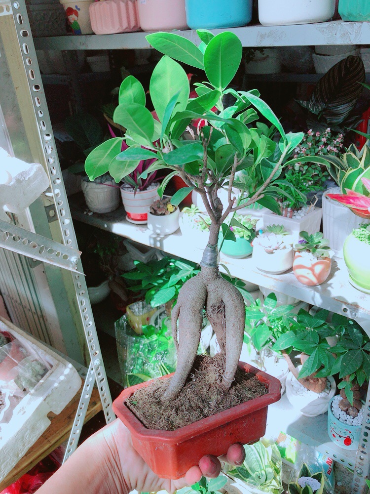 Chậu Si Bonsai