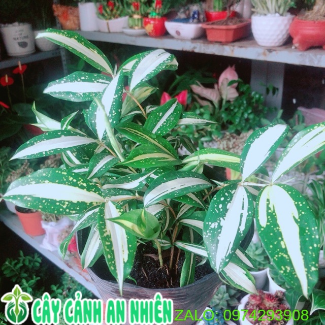 Cây trúc nữ hoàng giống mới lá trắng